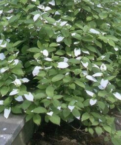 8db648f8d7482834cedc5c551ebc8865