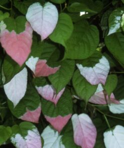 01561e2231e6ed6141485ca976e28b39