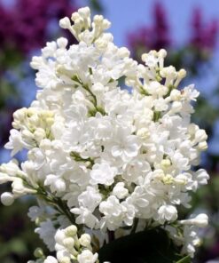 44954e660018b767fd7d406f65bc32b8