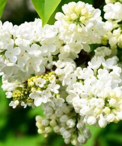 44989b99767c76eedf9dd18a4886777a