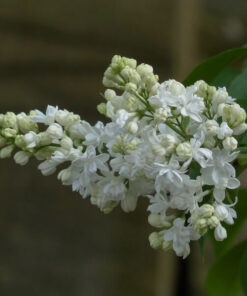 23a9060117bc8d9ea521968511cf01da