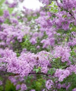 f73310fff3bb3a48ad72fc28dafbd65c