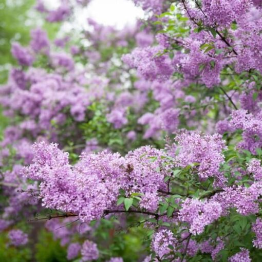 f73310fff3bb3a48ad72fc28dafbd65c