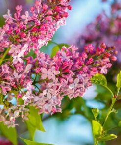 eae8fe62c4cc368cd747f49806d83ed0