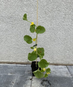 c29c3595349de357245a7bf4d6acc26b