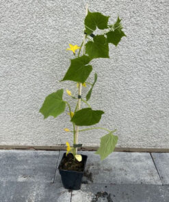 004fe0b821a4bada3db6e0625532dfb8