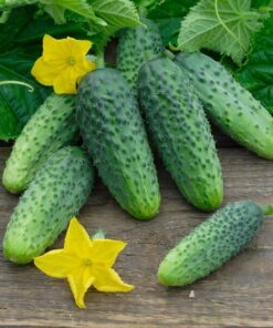 e89c44c6fef9001211afadb39bb65cb6