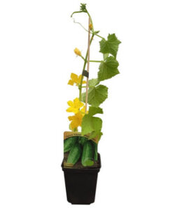 9d37327962919f2d2d9d297164251f7f