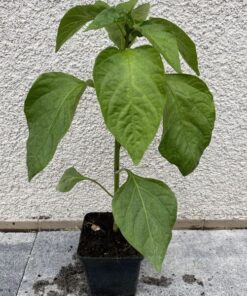 2912d95131016ef4b7500c75c54f9a1a