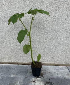 c29ccf7cb6e56d11de8aa65d30db2cc5