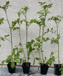 7908f8953bc6a121b97b59c30d5944c5