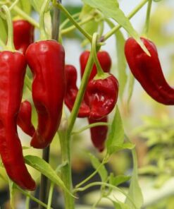 dc2e873dc650d141f6cb7039ffc25e10