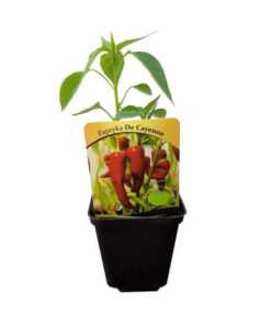 053703e27b558e139eb2464ab18c29c4