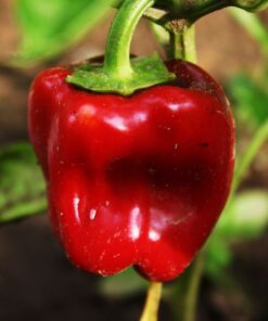 88585a0110a2b4f00f50f4302fa75db7