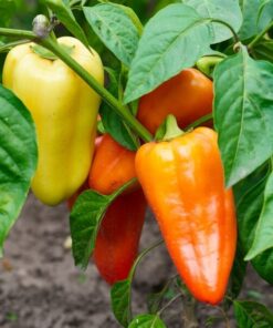 c35042d1bc3836b9a1ff70b18fd0f46a