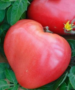 1773e6c35b71a82350c58852c1e43b4b