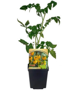 43385d2239441e1cd7d3afe7200adccb