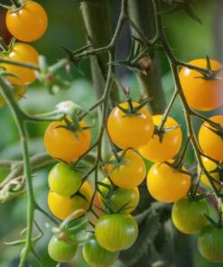 6b618fef18ca80d26da38dca0ffa0965