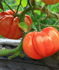 a9da52bf24e78a314057e0ea288aeaa6