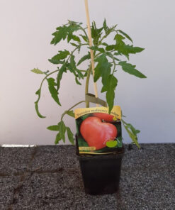 7211161338acdea0bf55f94cc2bbfa82