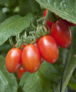 1f4248aec56ef1f2629b6e0d0de32c22