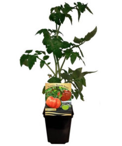 651b3b2c72061ec162f89581523562e2