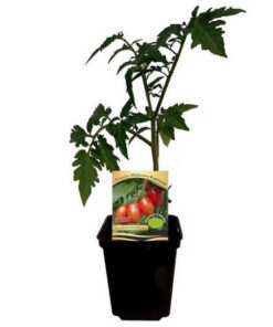 0418698bed4fb8ddbf7a11e42d949450