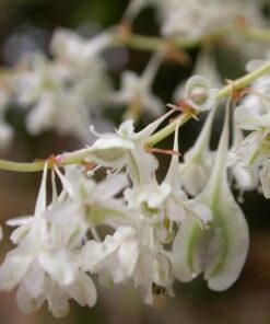 2e4faea4dda9651e467a87a9dd68503d