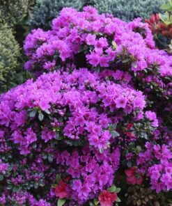 20736d5687a4228e52fffc0a17e06e6d