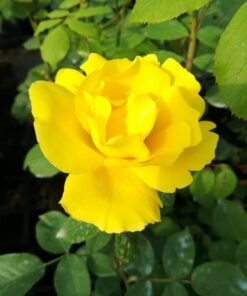 3dd30b3471043088dd998aa7d6712cf6