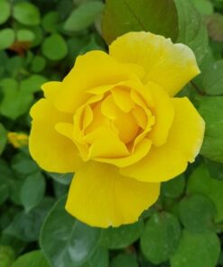 cf96193af494bd29273f871da2f6d22f