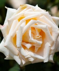 411b0e126b7204aac39d3c2b4adf8fd7