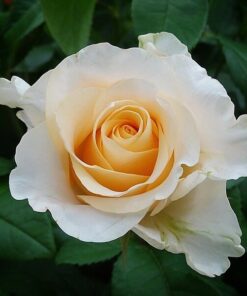 b701bfe84a7b0c3f17caced28c26cbf7