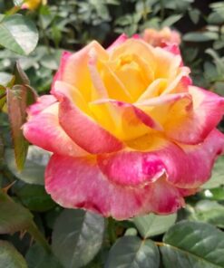 02d5e9bbde10a69018946babd4a7ad88