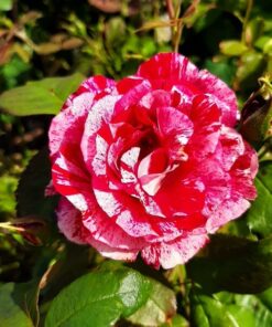 11d71fa37446fbd777336b2ec65cccc9