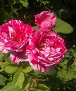 4eedeed27d533d8b89d353dade743879