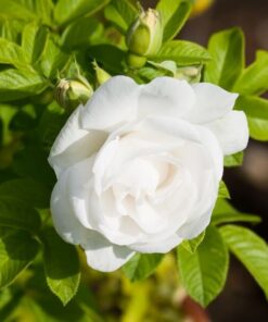 820d7a21deb45e1efaf1232c0b89cda6