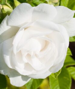 8ff07ca40acc3b162043d0ff3c9cb235