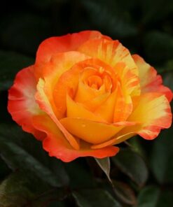 ec223274e743e193759e00bc67568f8e