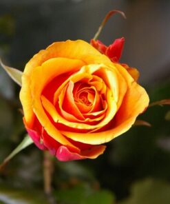 38eb675c90b705bd3b2e0eee337a604e