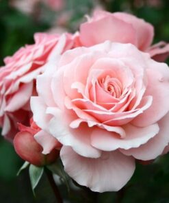 11c01ea2499471e88011f7e509cc07d7