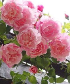 c65dd6afa4b0a668f9802b98939bdf92