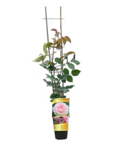 8a4efb33bfb773220c0f4ef0fa626111