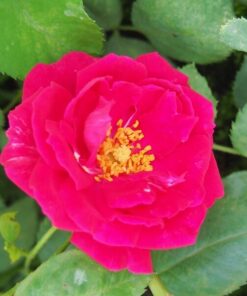 37b51e769ee4d3380015f9b27ba87f0b