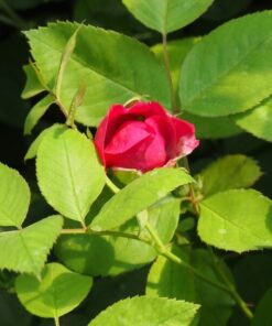 efe61652ff210d3fd3912431d89d7e21