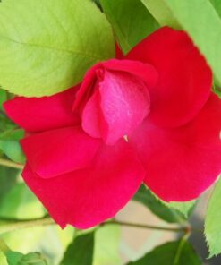 c51867e91f7e0f808e0c664484ca0c87