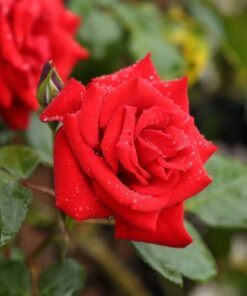 1fd439ffafba0deda76948b6f9f8e3da