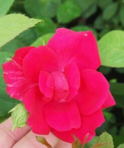 11716bb9d362bbe105c4e1cfe1ad387d