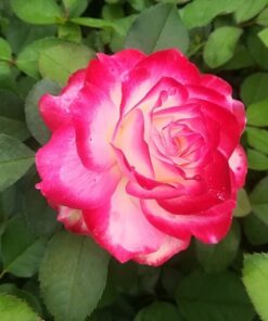 11a8c8fb655019547146887c2db69993