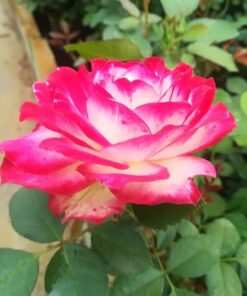 1161feb759f80c51decd930fc3ee0235